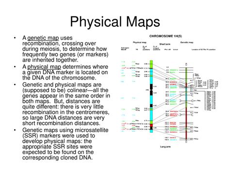 Ppt Human Genome Project Powerpoint Presentation Free Download Id