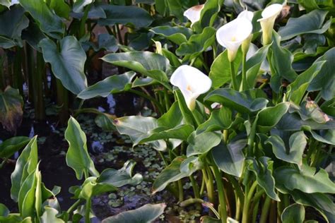 Arum Lily These Plants Will Thrive Growing In Moist Soil But Often