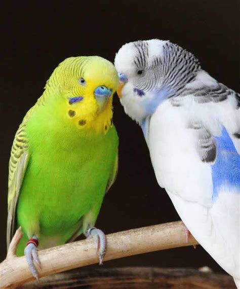 Budgerigar | Budgerigar, Budgies bird, Budgies