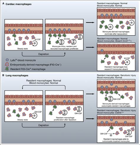 Schematic Representation Of Repopulation Strategies Used By Tissues To