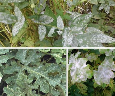 Powdery Mildew How To Identify And Get Rid Of Garden Fungus On Plants
