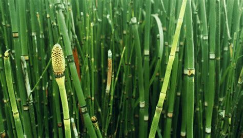 Planta Cavalinha Ou Equisetum Hyemale Saiba Como Cultivar