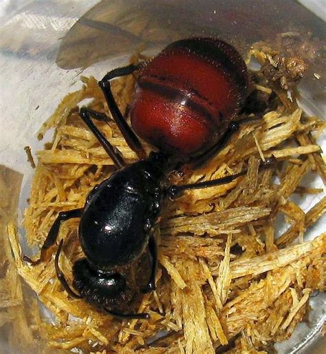 Photos and Info on Ants and Termites of Malaysia: Photos of Malaysian Giant Ant Camponotus Gigas.