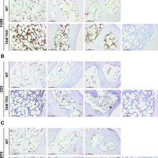 Characterization Of Bone Marrow Cells In Mice Lacking Tyro Axl Mertk