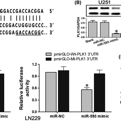 Plk Was A Target Gene Of Mir P A A Complementary Pairing Area