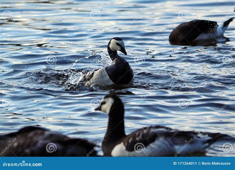 Los Gansos Blancos Y Negros Nadan En El Lago Salpicando Agua Imagen De