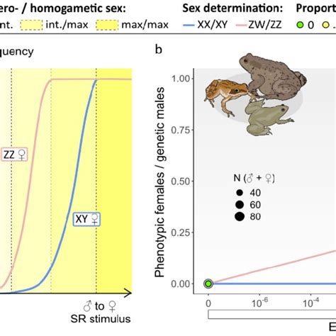 Sex Reversal In Xx Xy And Zw Zz Systems Panel A Under Asymmetrical Download Scientific