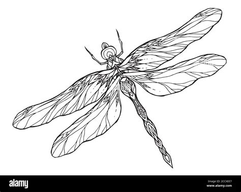 Black And White Dragonfly Illustration With A Boho Pattern Vector