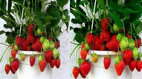 No Necesitas Un Jard N As Es Como Cultivar Fresas En Casa Sin Costo