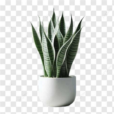 Snake Plants With White Pote Snake Plants Snake Plant Png