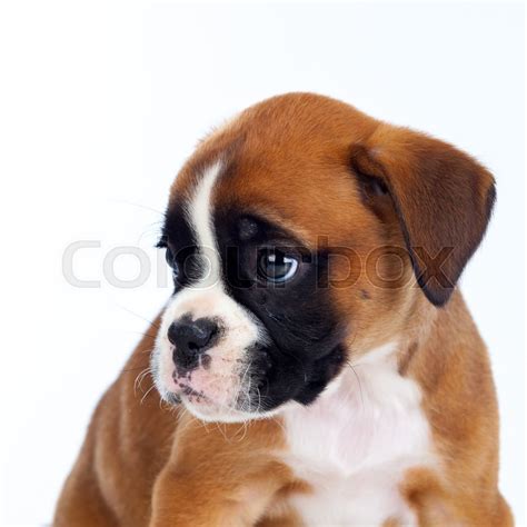 Cute White Boxer Puppies