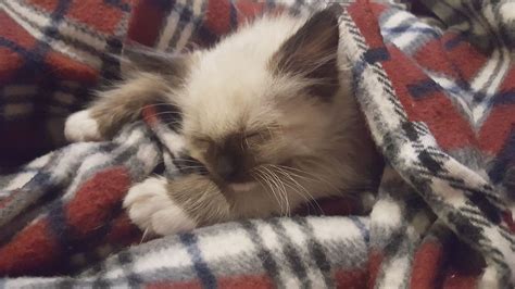 Taking A Break From Biting Ankles Rtuckedinkitties