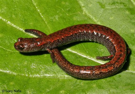 California Salamanders Photo Index