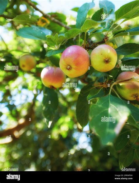 An Apple Per Day Keeps The Doctor Away Apple Picking Has Never Looked