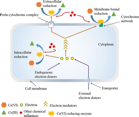 Frontiers Chemical Assisted Microbially Mediated Chromium Cr Vi