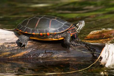 Tartarugas domésticas tudo o que você precisa saber Proto Animal Brasil