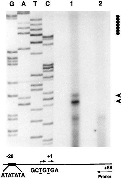 Southern Blot Analysis Of Rat Genomic Dna High Molecular Mass Genomic