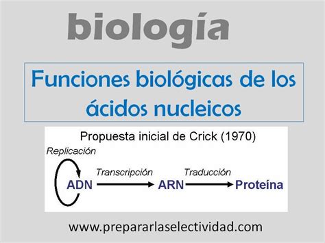 Funciones De Los ácidos Nucleicos Youtube