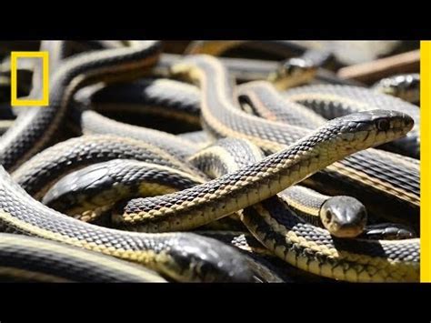 7 Types Of Garter Snakes In Texas W Pics Bird Watching HQ