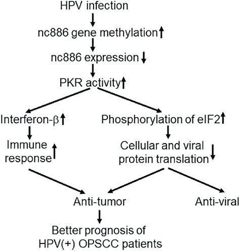 A Simplified Model Of Pkr Dependent Nc Activity In Hpv Opscc