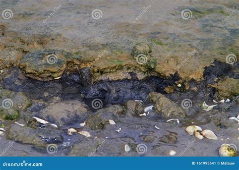 Profilo Del Suolo Del Mare Di Wadden Immagine Stock Immagine Di