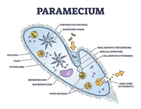 Paramecium Cell Diagram Labeled