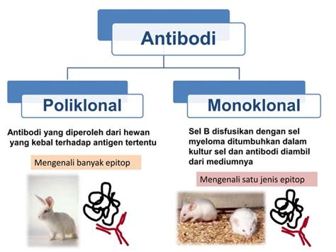 Powerpont Antibodi Monoklonal Ppt