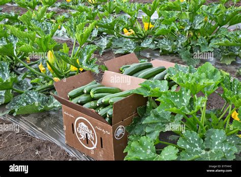 Zucchini Harvest Vegetable In Packing Boxes Alaska Grown Stock Photo