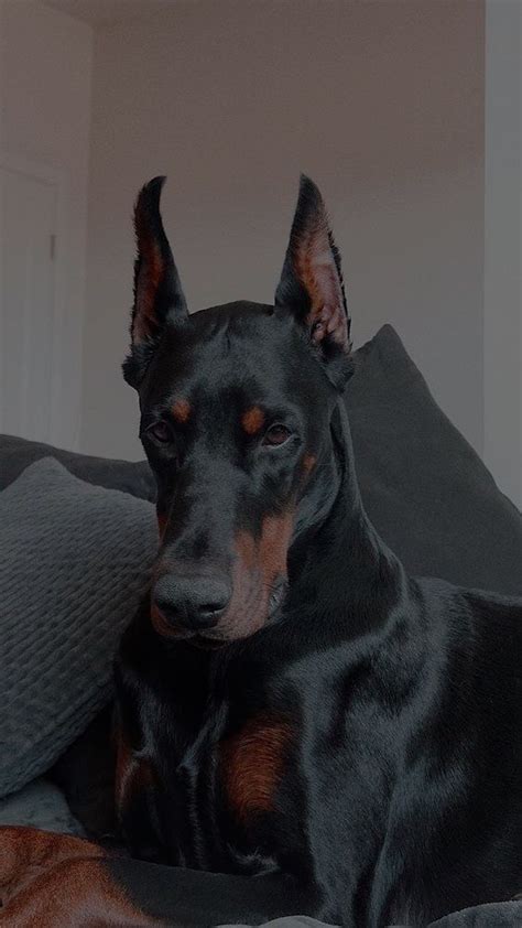 Dobermann | Razze di cani, Cuccioli di doberman, Doberman pinscher