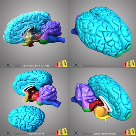 3d Model Horse Head Anatomy Skull