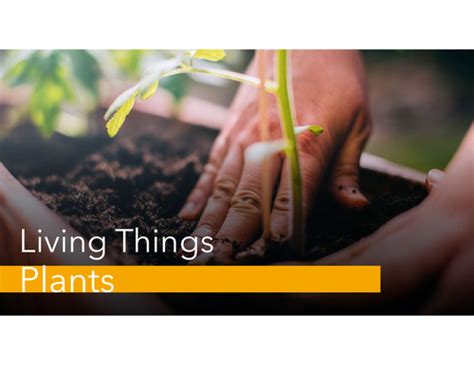 Unit on Plant - Living Things | Teaching Resources