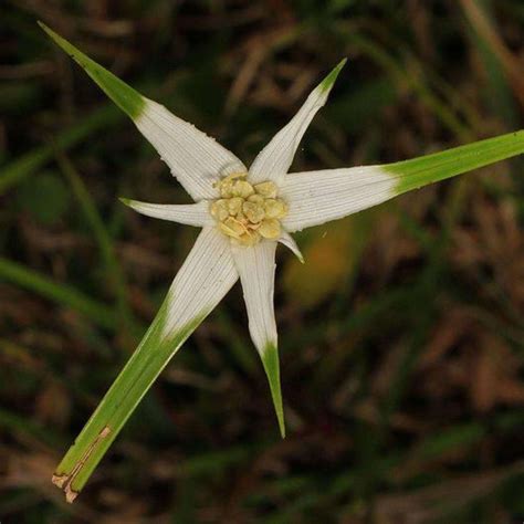 Star Grass Shallow Water Plant - Chalily Ponds & Gardens