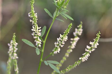 Honey Clover FairWild Foundation