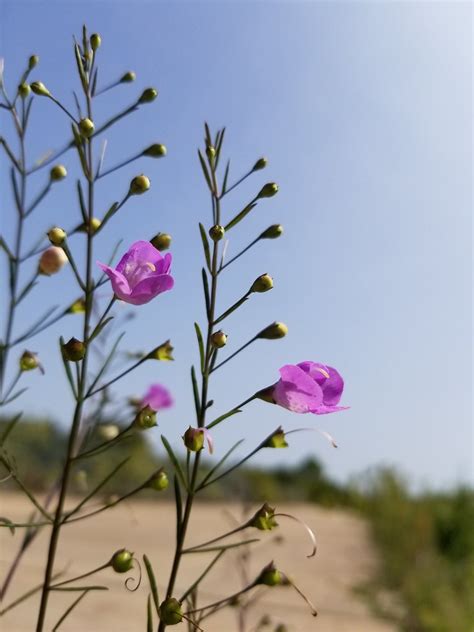 Pink Wildflowers At Former Chrysler Plant In Fenton Mo20 Flickr