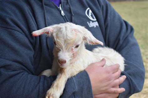 Welcoming New Baby Goats Born at Lollypop Farm • Lollypop Farm