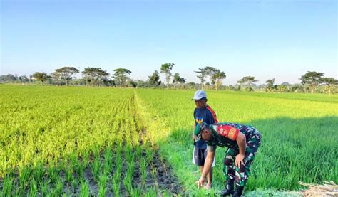 Dampingi Petani Babinsa Cek Pertumbuhan Tanaman Padi Kabarjoglo