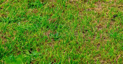 Sparse Grass Stock Photo Image Of Countryside Green 12816342