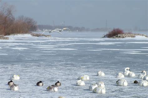 Trumpeter Swans During Winter At La Salle Park