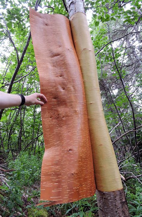 Peeling Birch Tree Bark