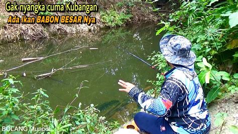 Beruntung Mancing Ikan Nila Liar Di Kubangan Sungai Kecil Bikin