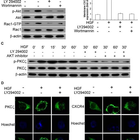 Hgf Results In Pi3k Akt Pathway Phosphorylation And Activates Cxcr4