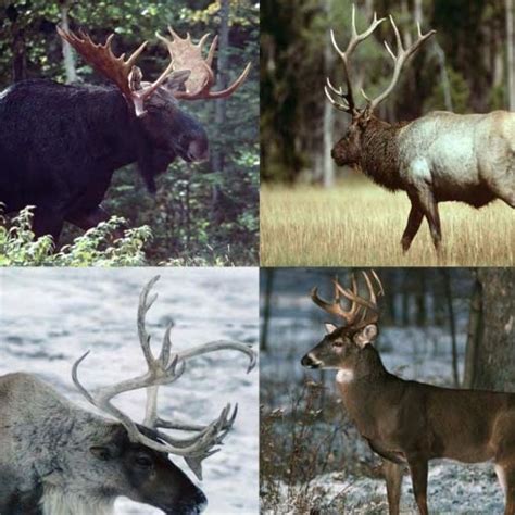 Wildlife management | Ontario.ca