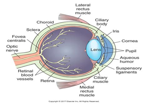 Ch Drugs Used To Treat Glaucoma And Other Eye Disorders Flashcards