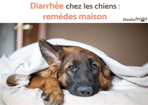 Diarrh E Chez Les Chiens Rem Des Maison Conseils