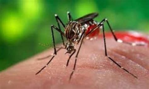 Zanzara Dengue Caso Sospetto Al Via La Disinfestazione Prima Monza