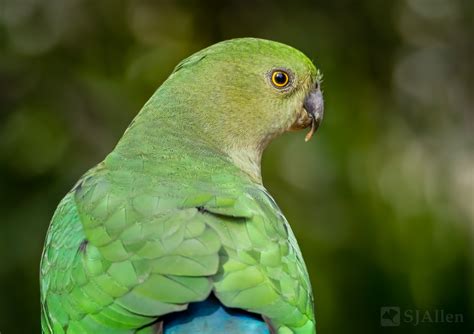 Female King Parrot – SJ Allen Photography