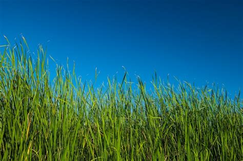 Um campo de grama alta contra um céu azul Foto Premium