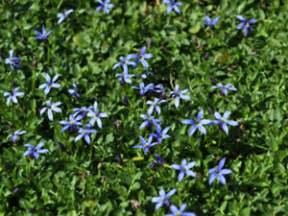 Pratia Pedunculata Plantas Aut Ctonas Para Jardines Sostenibles En