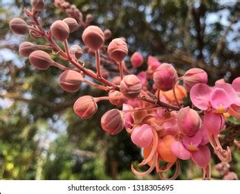 Cassia Grandis Flower Cassia Grandis Garden Stock Photo 1318305695