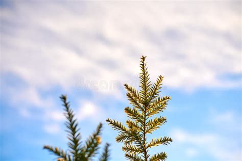 Yew Tree Taxus Baccata Branch Copy Space Blue Sky Background